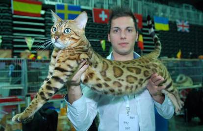 Međunarodne izložbe mačaka: U Samobor stiže 160 ljepotica