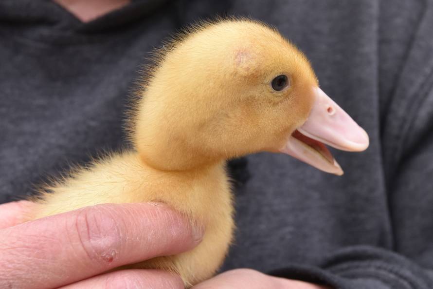 Kupila patke i spasila ih od lonca, a čuvaju ih psi iz azila