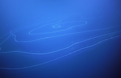 Izgleda kao NLO: Znanstvenici su otkrili najduže biće u moru