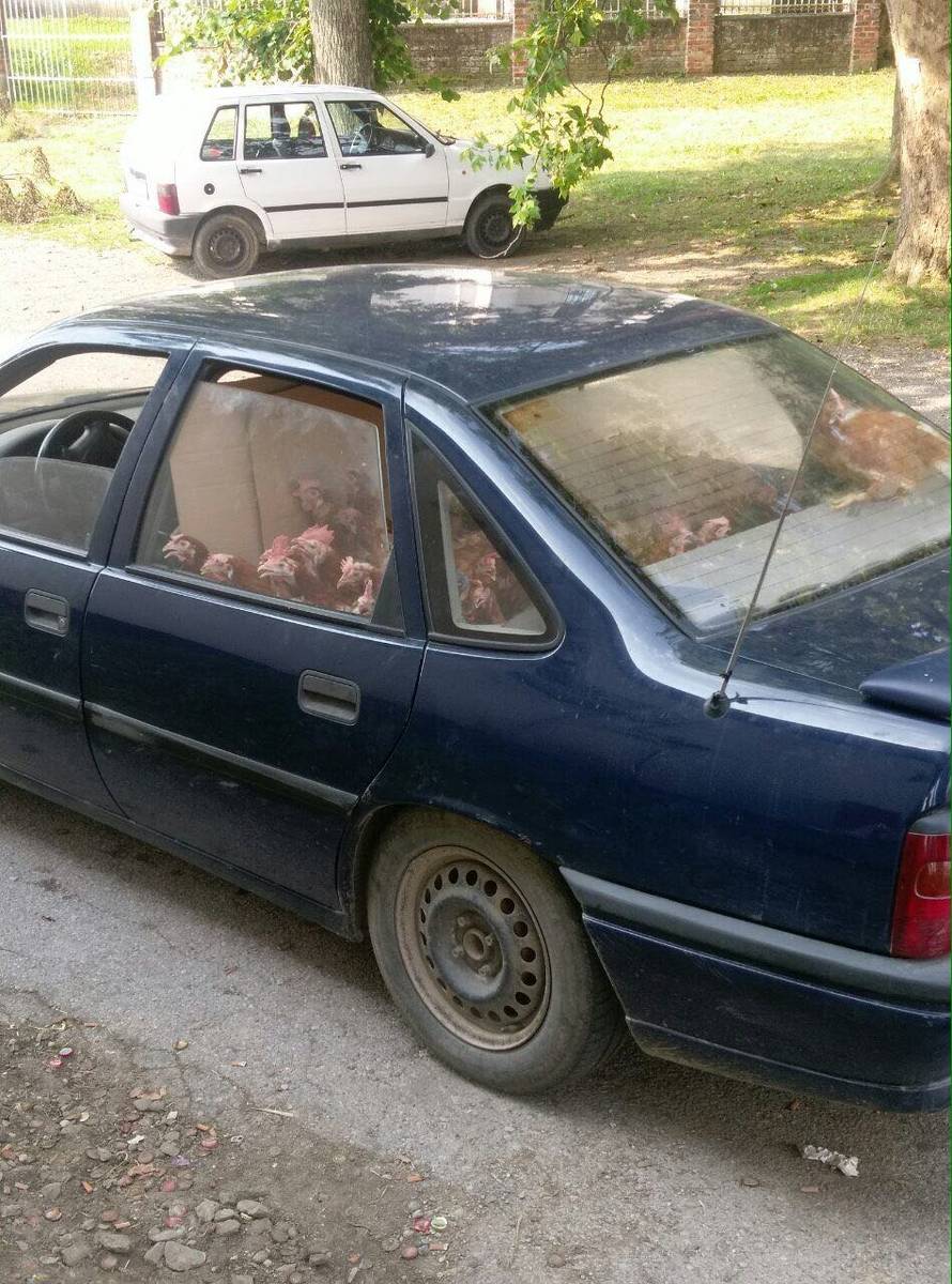 Najbolje u gradu: Dobra ti je koka na stražnjem sjedištu...