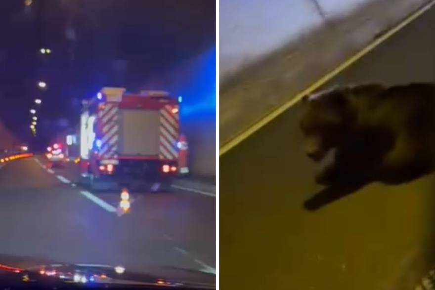 Medvjeda udario šleper u tunelu Plasina