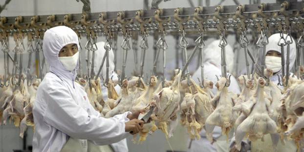 Chinese workers busy process chicken mea