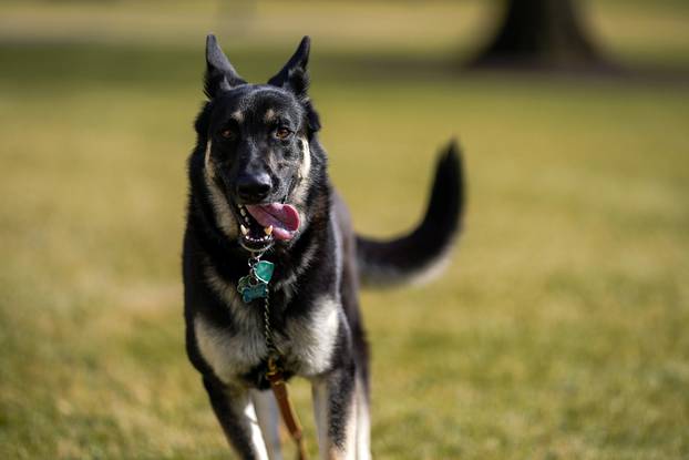 Major explores the South Lawn after on his arrival from Delaware at the White House