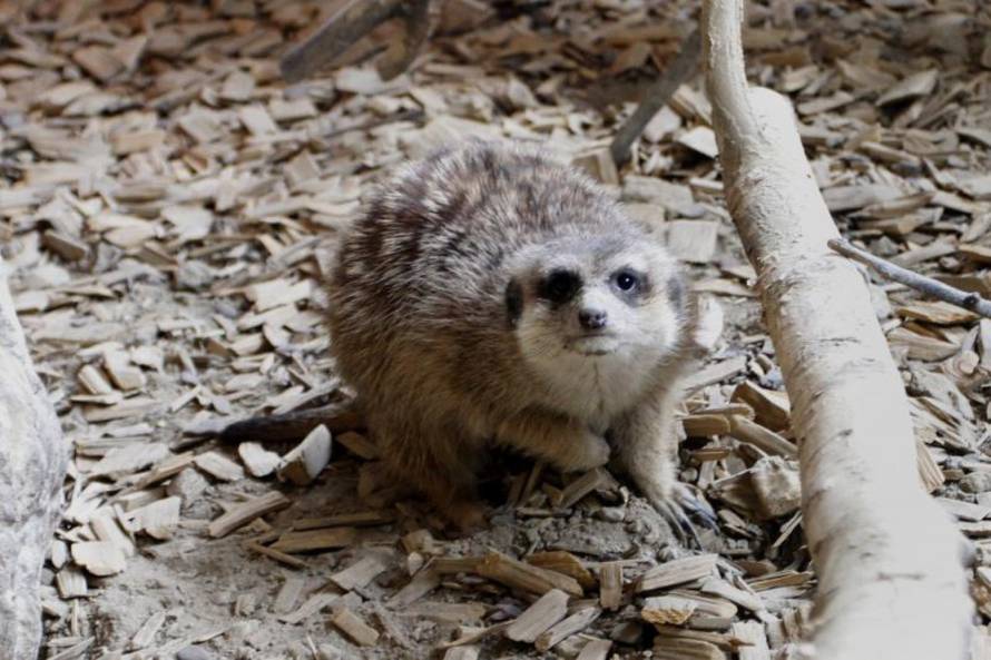 Marko Mrkonjić/PIXSELL