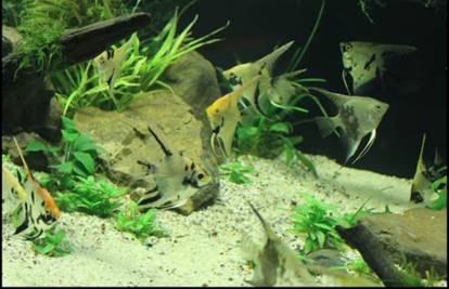 Ljetno hlađenje akvarija: Kako tijekom ljeta pomoći ribicama?