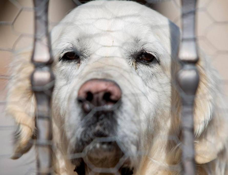 Tužni Rudijev pogled: Inače laje cijelu noć, od sinoć kad je umro Bandić, pas cijelo vrijeme šuti