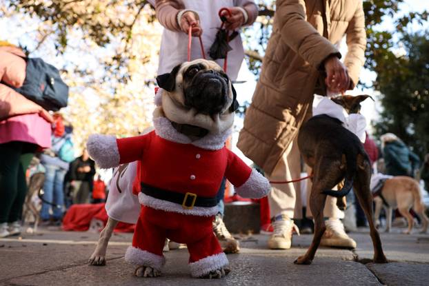 People and dogs take part in festive dog walk to raise money for flooded-hit Valencia shelters
