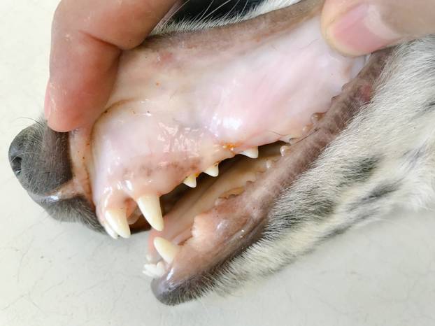 The,Veterinarian,Examine,The,Patient,Dog,With,Presenting,A,White