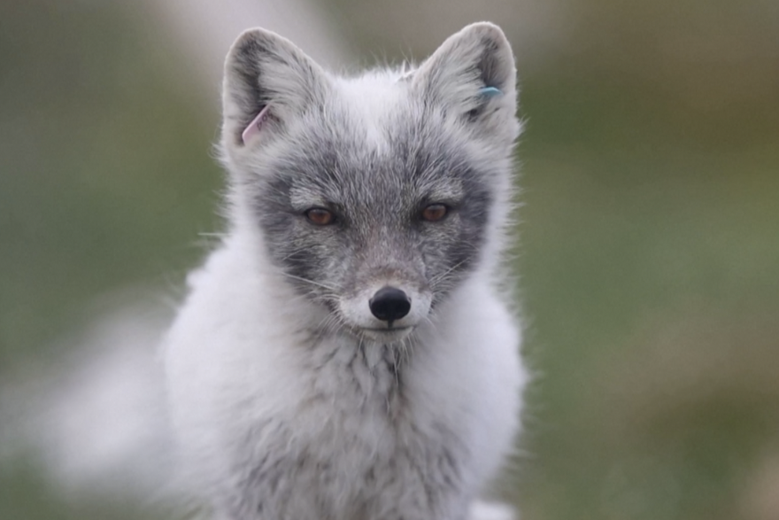 uzgajanje ugroženih artičkih lisica u norveškoj