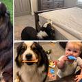 Talentirani pas: Hrani kozlića, radi krevet, čuva djecu i pomaže