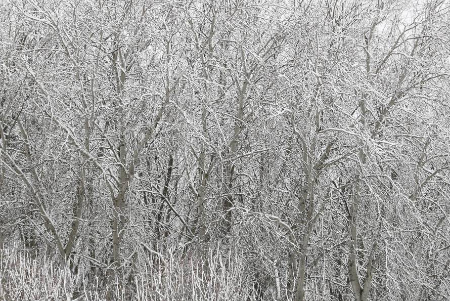 Snježni pokrivač je zabijelio je Osijek