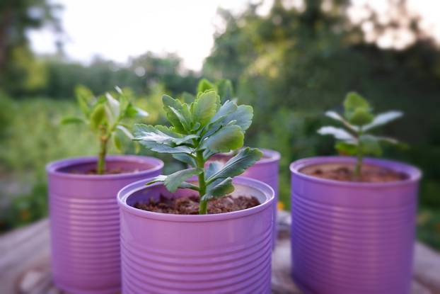 Purple,Pots,Made,Of,Tin,Cans,With,Plants,In,The