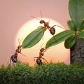 Mravi napadaju vaše lončanice? Donosimo recepte za repelente