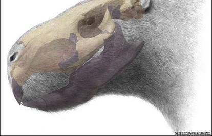  Urugvaj: Pronađeni ostaci glodavca velikog kao bik 