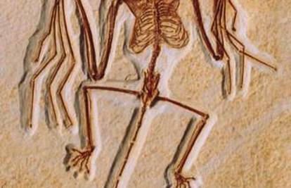 Prema fosilu prvog šišmiša zaključili da je bio gluh