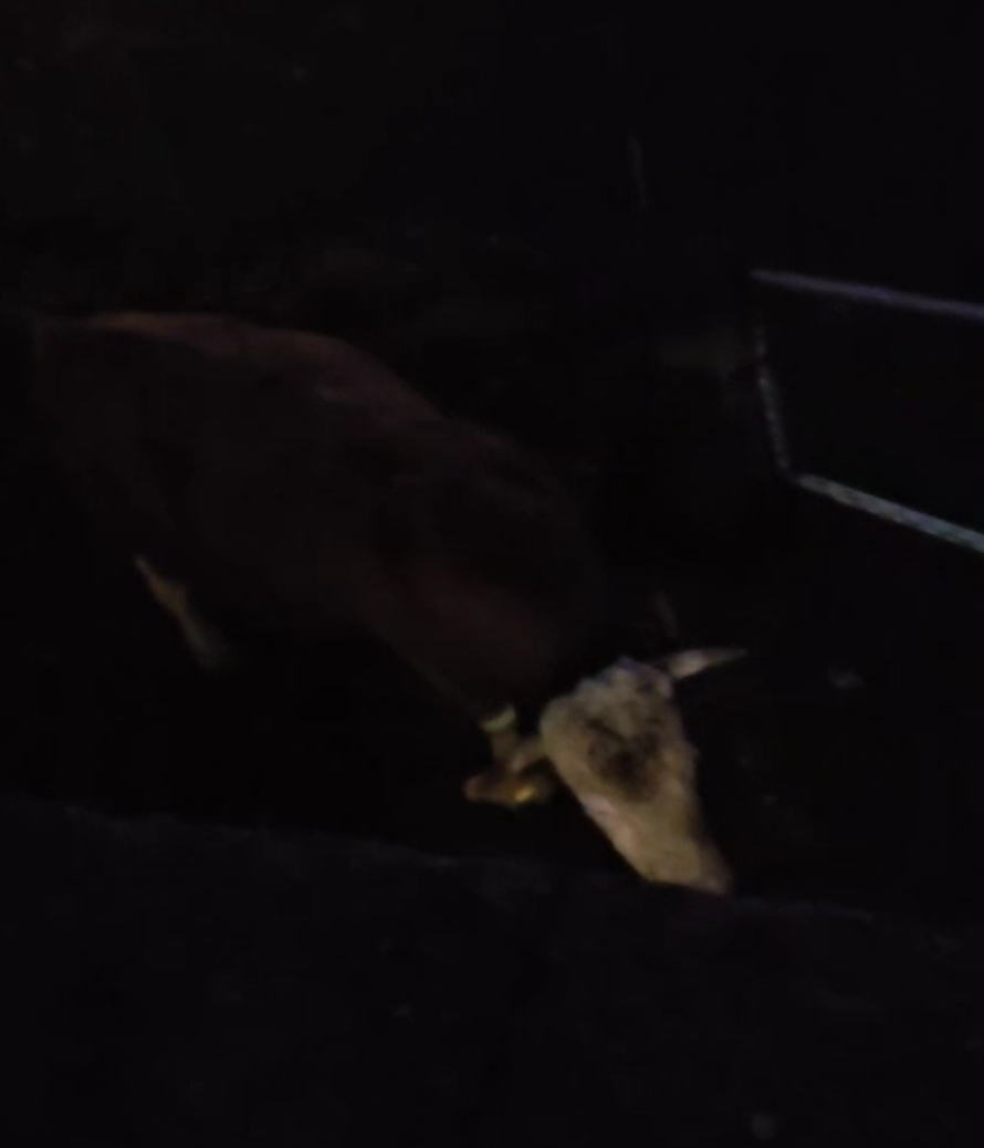 VIDEO Bik mjesecima terorizira Gračac, policija je već pet puta intervenirala: 'Bojimo se...'