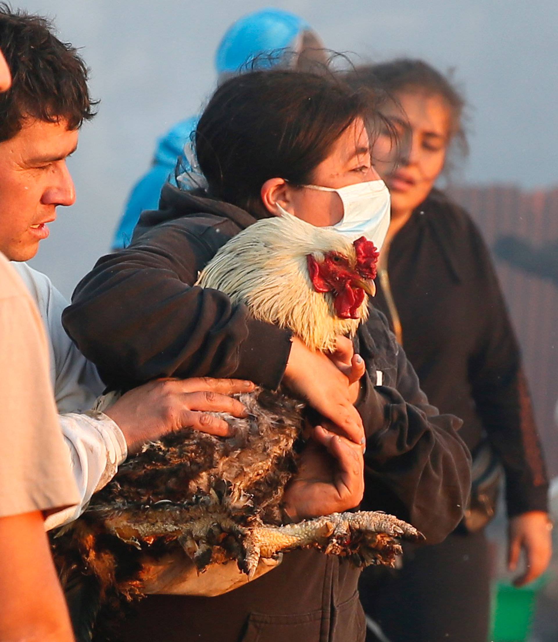 A woman holds a rooster burned during a fire on a hill, where more than 100 homes were burned due to a forest fire but there have been no reports of death, local authorities said in Valparaiso, Chile