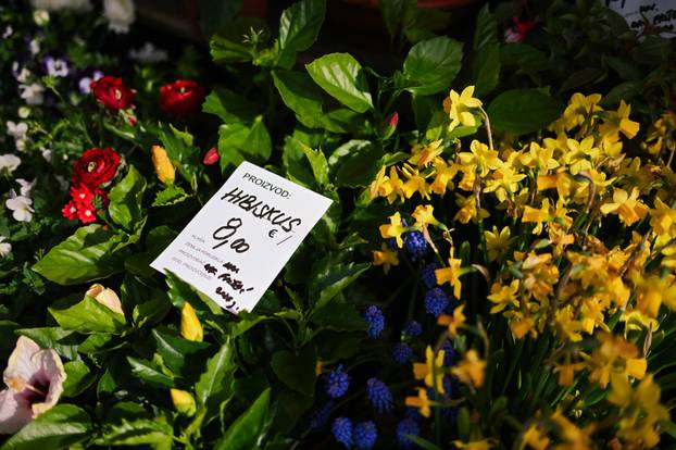 24sata Zagreb: Ponuda cvijeća na Dolcu 