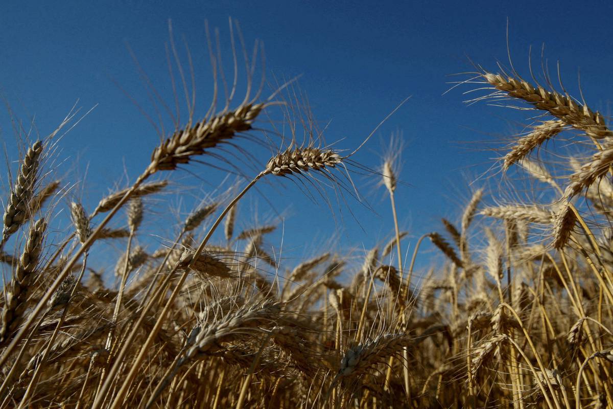 Rusija najavila izvoz najmanje 50 milijuna tona žitarica