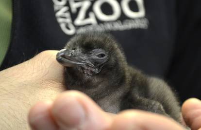 Mali pingvin dobio ime po velikom pop pjevaču