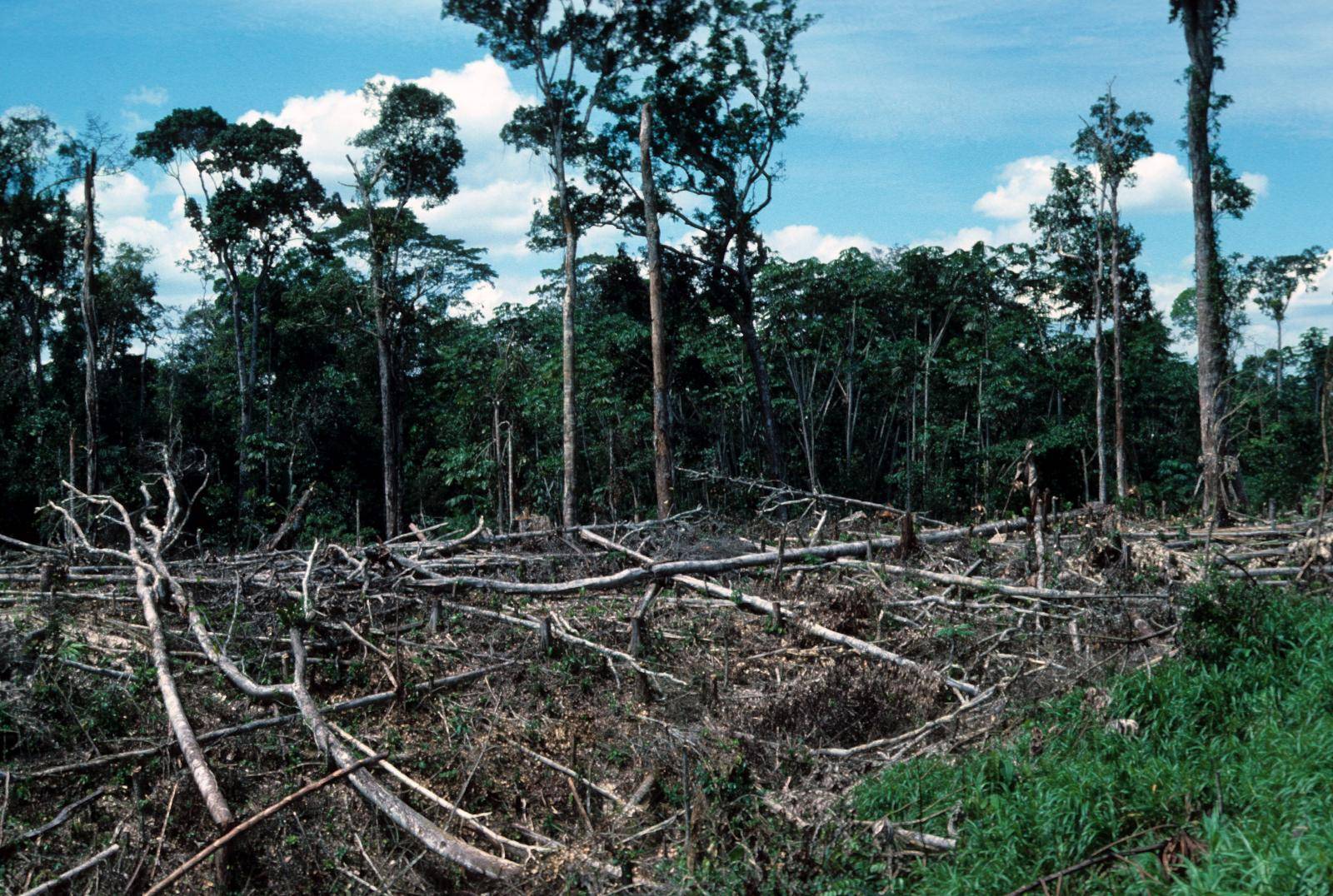 Logging deforestation, forest Amazona c..........
