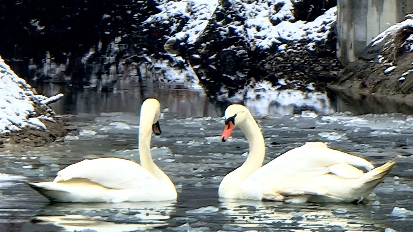 Maksimirsko jezero postalo je dom zaljubljenim labudovima