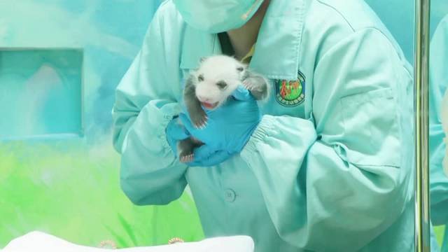 Baby panda reunited with mother at Guangzhou zoo