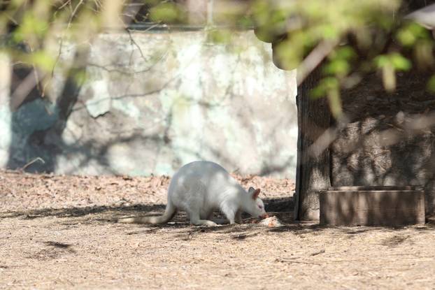 Osijek: Uskršnji ponedeljak u ZOO vrtu