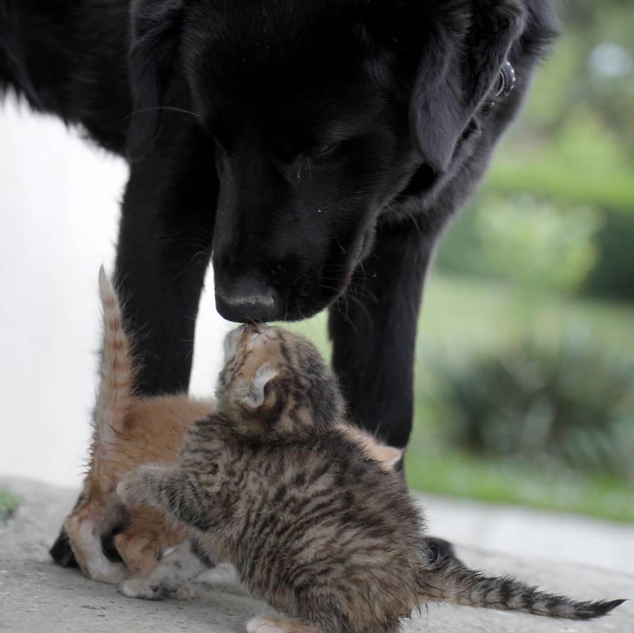 Mali mačići postali siročad, 'udomio' ih i odgaja pas Bleki