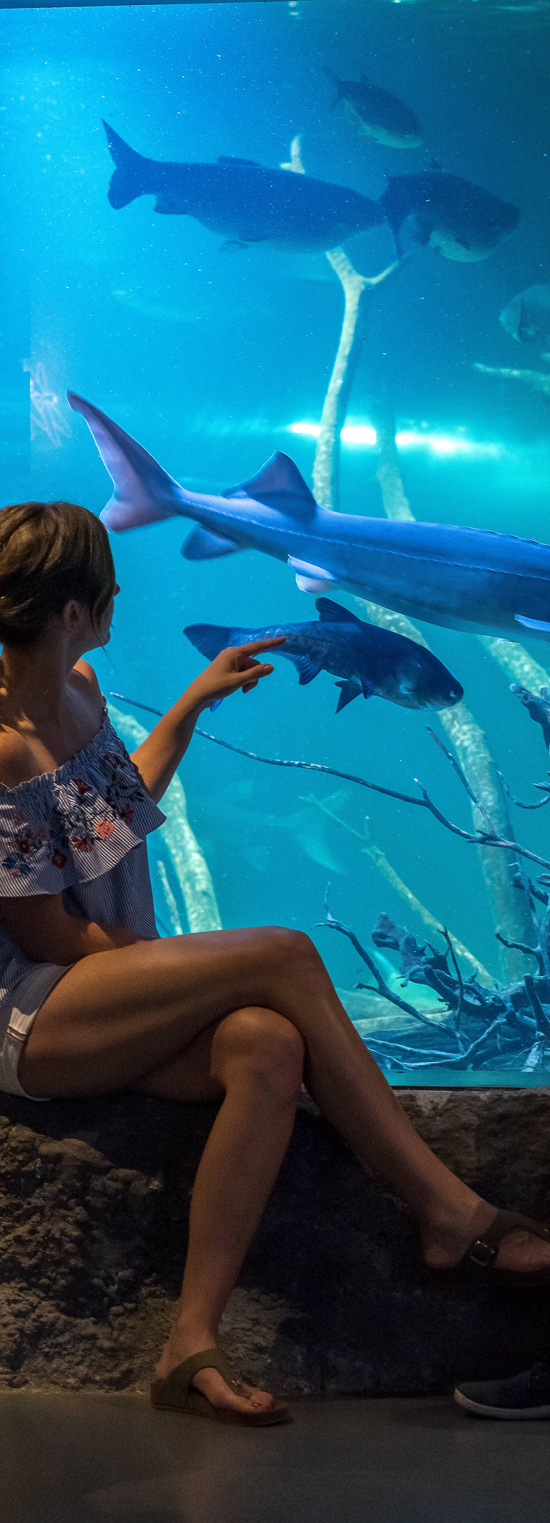 Aquatika-slatkovodni akvarij Karlovac časti besplatnim ulazom u akvarij