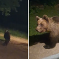 SNIMKA IZ LIKE 'Medo nam je došao pod prozor. Tu je već kao doma. Ima i male medvjediće'