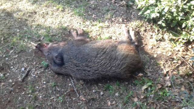 Divlja svinja ušetala u dvorište vrtića u središtu Crikvenice