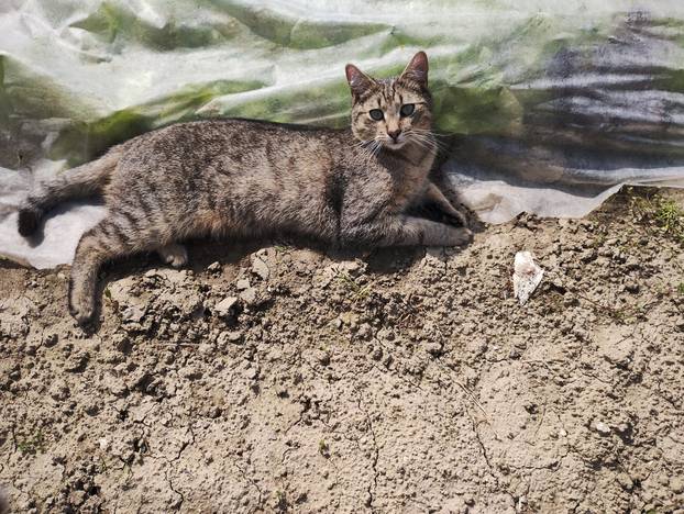 SUPER FOTKE vaših ljubimaca! Neki bi mogli biti viralni hit, ali svi su jednostavno neodoljivi