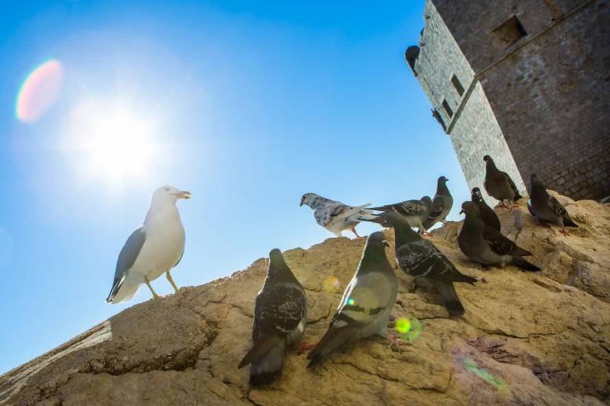 Grgo Jelavić/Pixsell