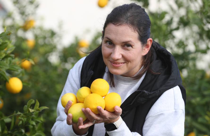 Berba agruma u Opuzenu