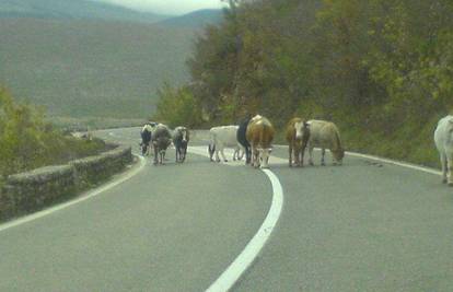 Desetak krava napravilo je zastoj na cesti kraj Vrlike