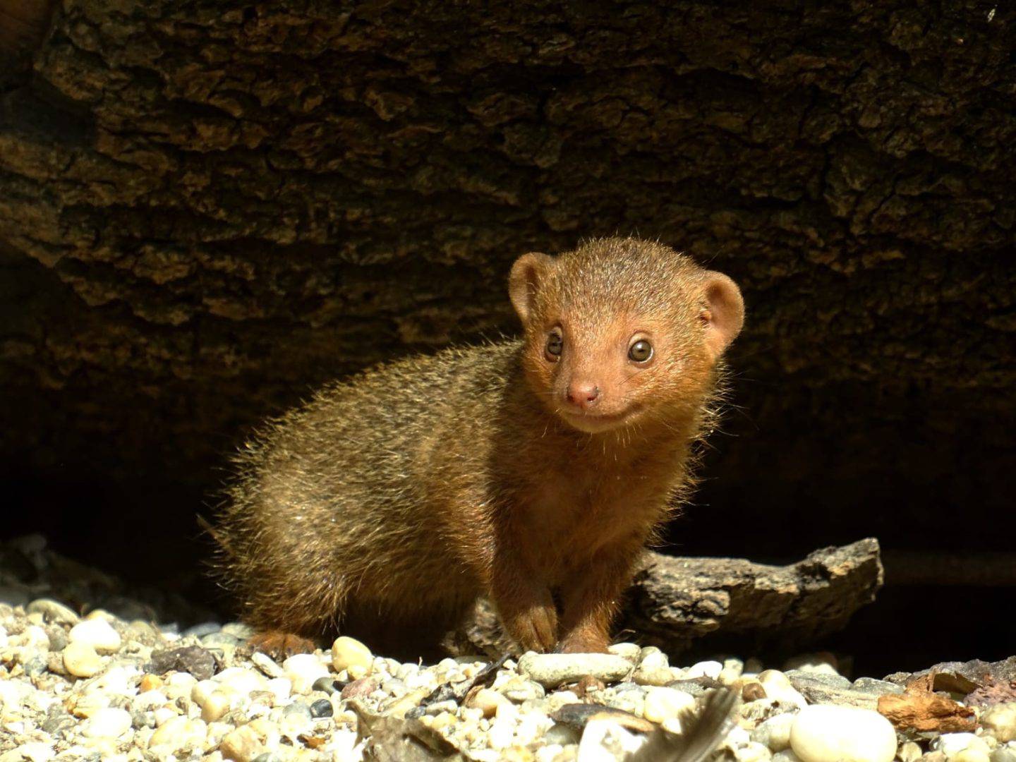 FOTO Pogledajte preslatke mladunce patuljastih mungosa iz zagrebačkog zoološkog vrta