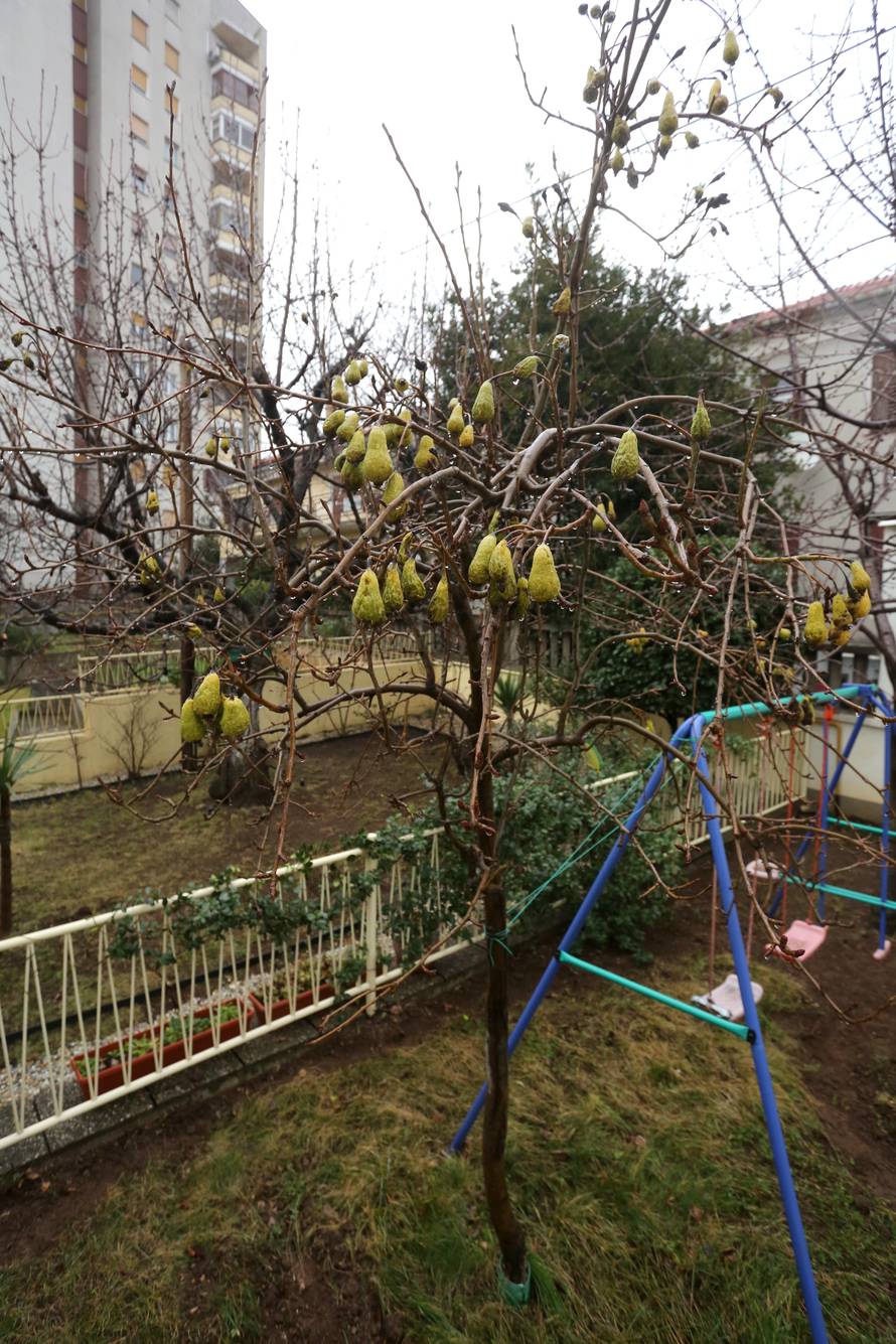 Ludo vrijeme: U voćnjaku su nam već u veljači rodile kruške
