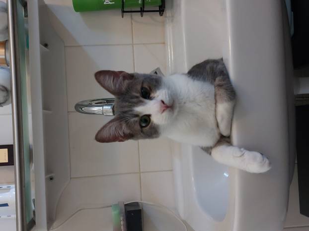 SUPER FOTKE vaših ljubimaca! Neki bi mogli biti viralni hit, ali svi su jednostavno neodoljivi