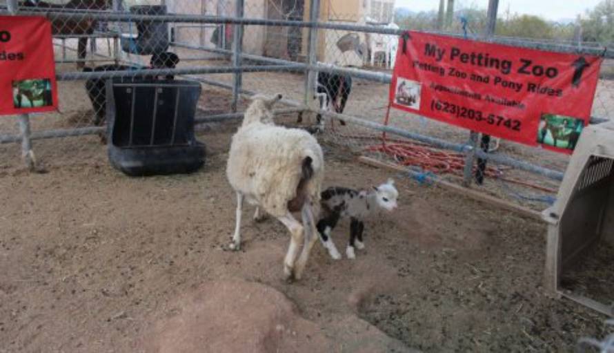 MY PETTING ZOO/FACEBOOK