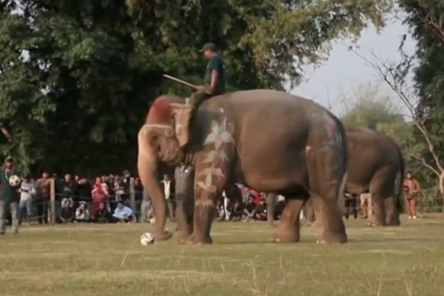 Slonovi zapo&ccaron;inju nogometni obra&ccaron;un u Nepalu