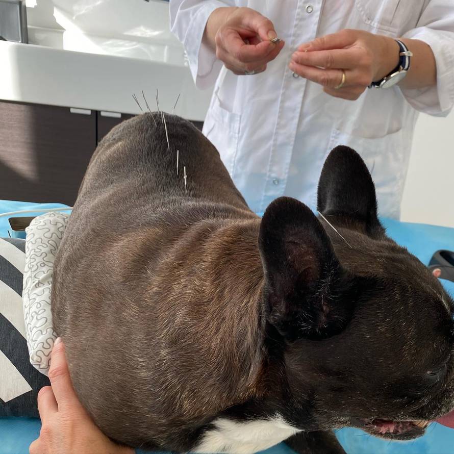 Život na visokoj šapi: Ljubimci im idu na akupunkturu i dadilji