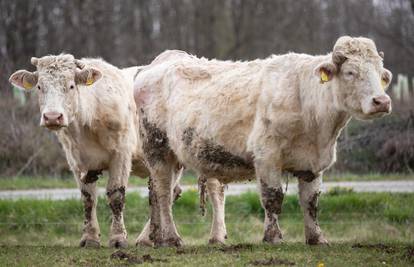 Zbog kravljih plinova maslac je tri puta više štetan za okoliš