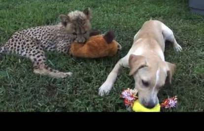 Pobijedili su smrt: Gepard i pas postali najbolji prijatelji