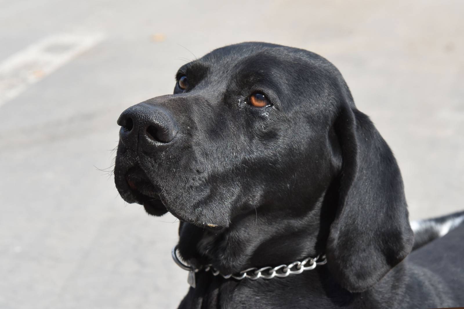 Pula: Policijski pas Duks super njuhom tjera Å¡vercere droge u oÄaj