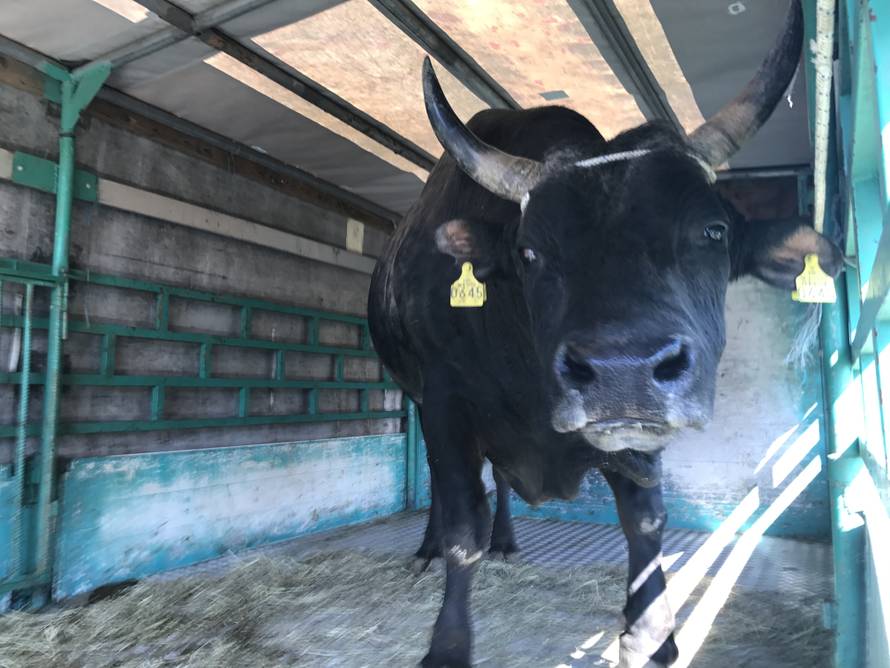 Spektakl u Dicmu: Čuvajte me se! Ja sam najjači bik u zemlji