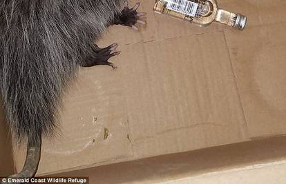 Oposum strusio bocu viskija: Morao je hitno na triježnjenje