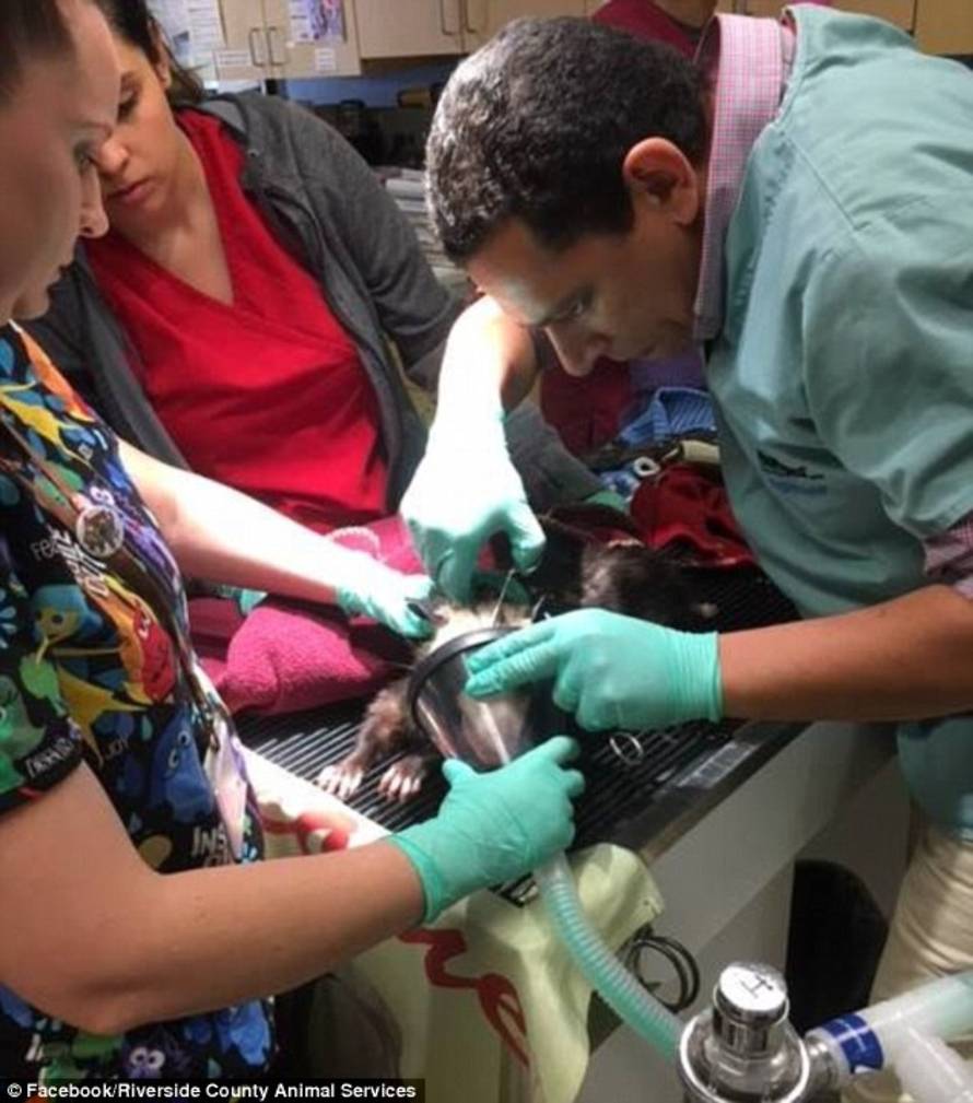 Facebook/Riverside County Animal Services