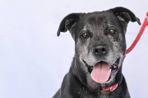 Udomi Asa: Druželjubiv je i nije svadljiv, a samo želi topli dom...