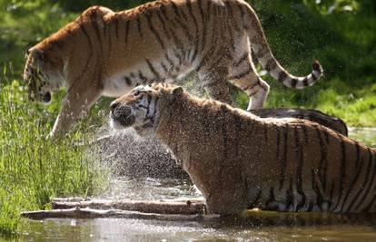 Broj tigrova na svijetu raste prvi puta nakon 100 godina